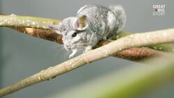 Meet Bubble: The Endearing Long-tailed Chinchilla Instructional Video