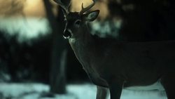 Ungulates: Diversity, Behavior, and Communication Instructional Video