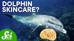 Why Taking Turns Is Good for Dolphin Skin Instructional Video