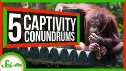 Curious Orangutans and 4 Other Animals a Bit Different in Captivity Instructional Video