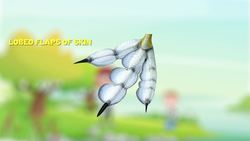 Bird Habitats Instructional Video