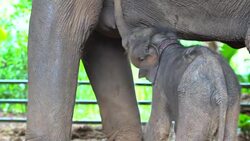 An elephant mom is breast feeding her baby Stock Footage
