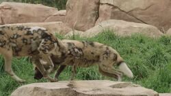 Wild Dogs' Striking Coat Patterns Serve Specific Evolutionary Function Instructional Video