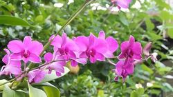 purple orchids Stock Footage