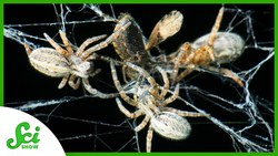 What We Can Learn From 10,000 Pack-Hunting Spiders Instructional Video