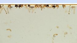 Mosquitos larva, Example in the laboratory - scientific research and development concept. Stock Footage