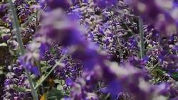 Close up video of flowers and plants in the garden Stock Footage