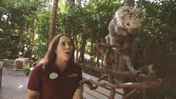 Meet Icana, a Baby Porcupine That Is Taking the World by Storm Instructional Video