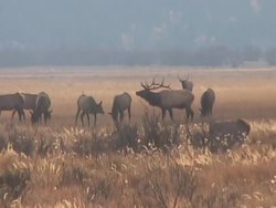 Interactions of Living Things: Living Things Instructional Video