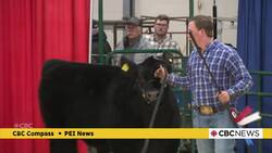 P.E.I. agriculture may be bracing for U.S. tariffs, but sales are strong at Easter Beef Show News Clip