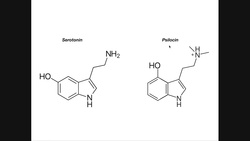 Psilocybin | Biosynthesis, Mechanism of Action, & Metabolism Instructional Video