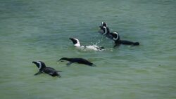 Living Their Best Life on a Beach! These Penguins Know How to Live! Instructional Video