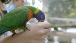 Watch as Lorikeets Land on Guests as They Feed the Birds Nectar Instructional Video