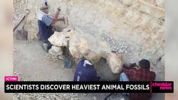 Scientists in Peru Discover Heaviest Animal Fossils News Clip