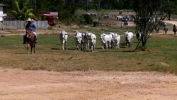 A look at illegal logging in the Amazon News Clip