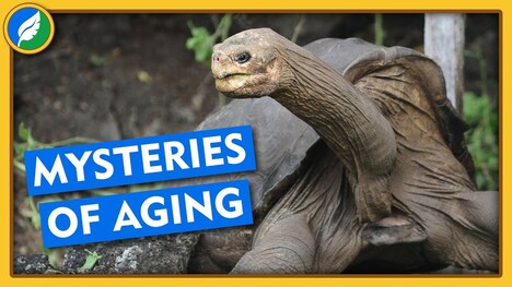 What Can Tortoises Teach Us About Aging?