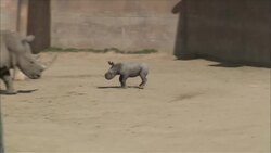 This is the San Diego Zoo's First Southern White Rhino Born in 12 Years Instructional Video