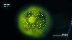 These Algae Curl Up Into a Ball When They Get Stressed Out Instructional Video