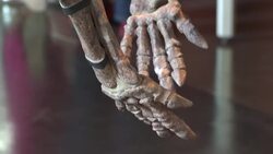 CLEAN : In Paris, the skeleton of the Zephyr dinosaur to be auctioned News Clip