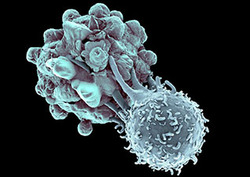 Lymphocyte Instructional Video