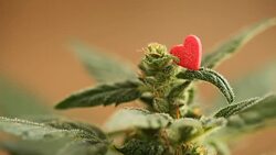 medical cannabis Stock Footage