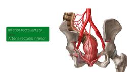 Blood vessels of the rectum and anal canal. Instructional Video