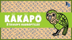 The Bizarre Beast That Honks in The Night Instructional Video