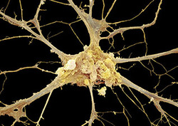 Diploid Instructional Video