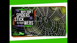 Why Don’t Spiders Stick to Their Webs? Instructional Video