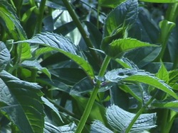 Partes de plantas: tallos Instructional Video