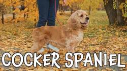 Types of Dogs! Learning Dog Breeds for Kids Instructional Video