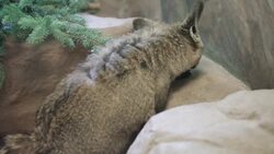 Can You Guess What Bat-Eared Foxes Like to Eat? Instructional Video