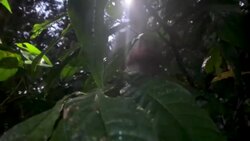 CLEAN : STOCKSHOTS: Cordillera Escalera natural reserve in Tarapoto, Peru News Clip