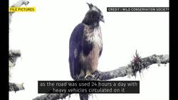 Wildlife makes comeback in Bolivian mountains near La Paz News Clip