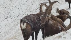 Alpine Ibex: Drone Views of Agile Mountain Goats on the French Alps Stock Footage