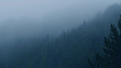 Fog Forest In The Evening Stock Footage