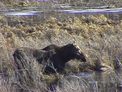 Investigar los recursos naturales de la tierra: tipos de recursos naturales Instructional Video