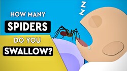 Do We Really Swallow 8 Spiders In Our Sleep Every Year Instructional Video