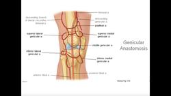 Blood Supply to the Knee & Lower Leg Instructional Video