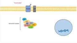 Wnt/β-Catenin Signaling Pathway | Overview, Purpose and APC Mutations Instructional Video