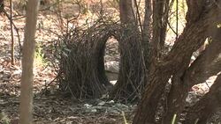 Great Bowerbird (Chlamydera nuchalis) tending his bower Stock Footage