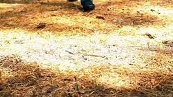 Woman walking in the park, the bottom of the legs close-up. Appears. Stock Footage