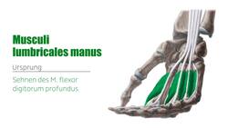 Kurze Handmuskeln Instructional Video