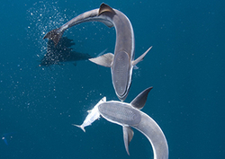 Remora Fish Instructional Video