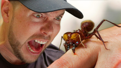 Monster Ant Chews to the Bone! Instructional Video