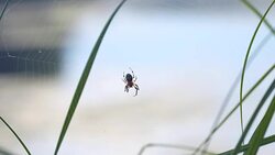Garden spider with cross on back on web Stock Footage