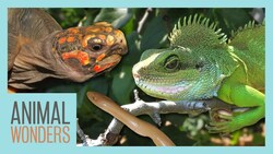 Reptile Update | With Baby Rubber Boa! Instructional Video