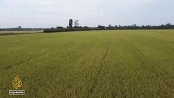 Rice harvest likely reduced across Asia: El Nino weather phenomenon blamed for drought News Clip