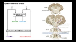 The Spinocerebellar Tracts EXPLAINED Instructional Video