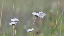 black-veined white butterfly pollinating a white flower Stock Footage